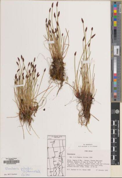 Eleocharis macrostachya [Espécimen: ]