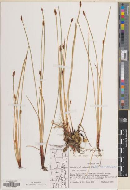 Eleocharis macrostachya [Espécimen: ]