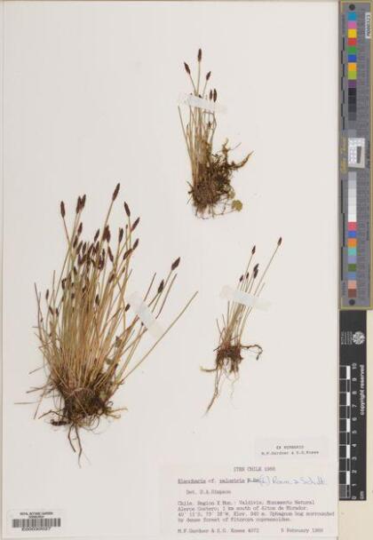 Eleocharis macrostachya [Espécimen: ]