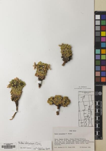 Viola cotyledon [Espécimen: ]