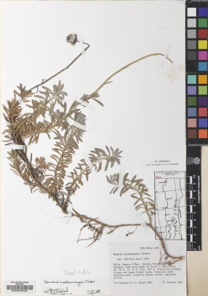 Senecio chionophilus [Espécimen: ]