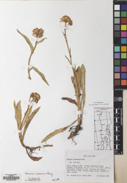 Senecio hieracium [Espécimen: ]