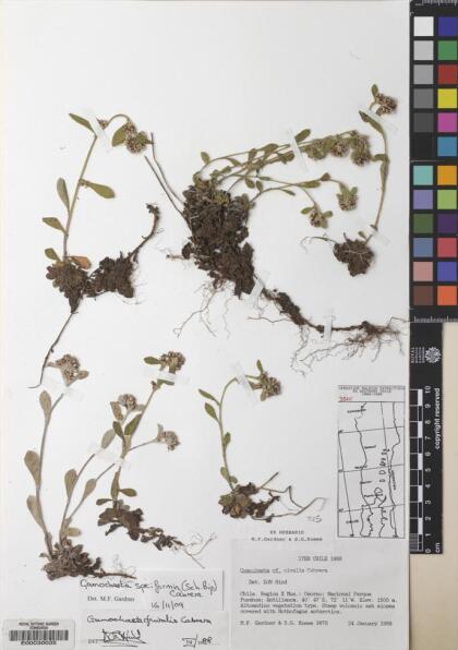 Gamochaeta spiciformis [Espécimen: ]