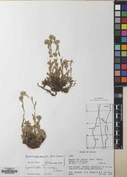 Gamochaeta depilata [Espécimen: ]