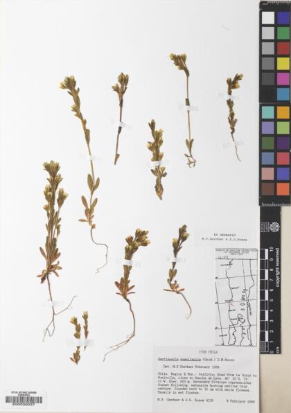 Gentianella magellanica [Espécimen: ]