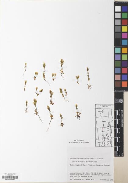 Gentianella magellanica [Espécimen: ]