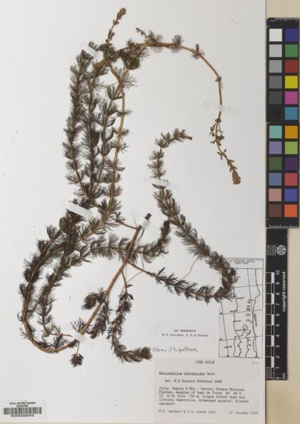 Myriophyllum quitense [Espécimen: ]