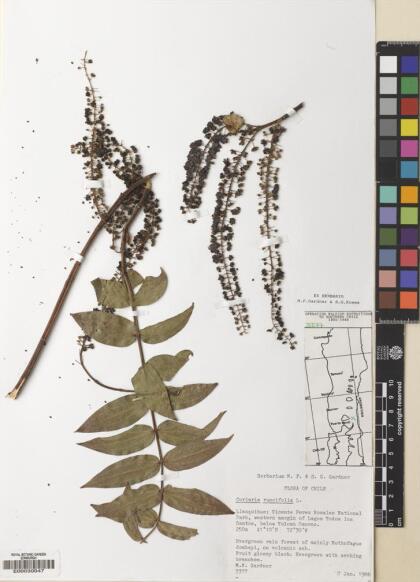 Coriaria ruscifolia [Espécimen: ]