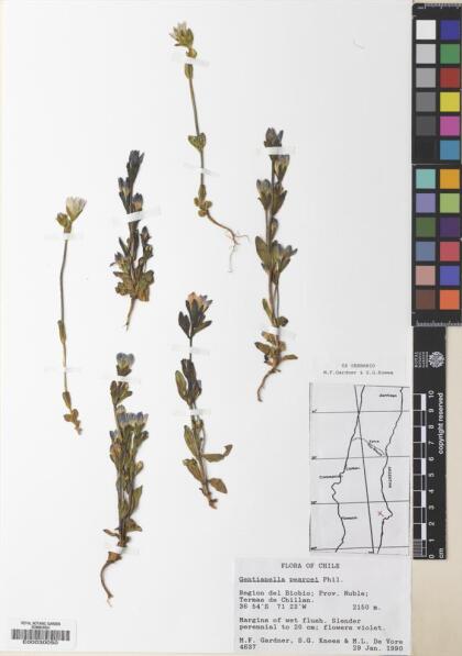 Gentianella magellanica [Espécimen: ]