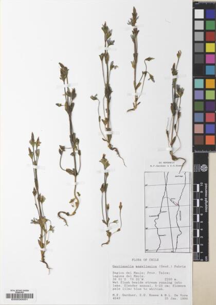 Gentianella magellanica [Espécimen: ]