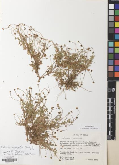 Cotula australis [Espécimen: ]