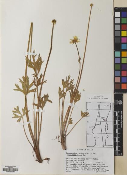 Ranunculus peduncularis [Espécimen: ]