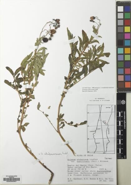 Solanum etuberosum [Espécimen: ]