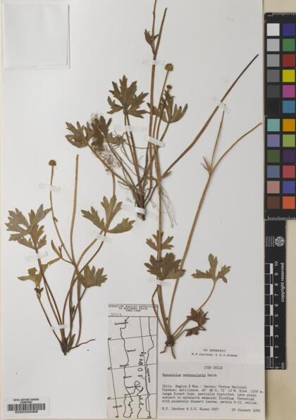 Ranunculus peduncularis [Espécimen: ]