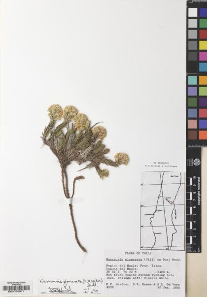 Nassauvia glomerata [Espécimen: ]