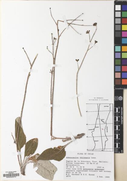 Adenocaulon chilense [Espécimen: ]