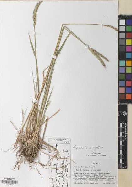 Elymus angulatus [Espécimen: ]
