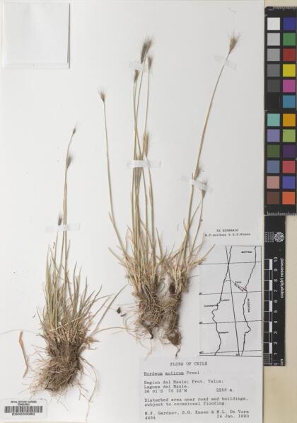 Hordeum muticum [Espécimen: ]