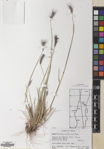 Hordeum muticum [Espécimen: ]