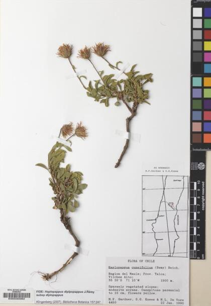 Haplopappus diplopappus subsp. diplopappus [Espécimen: ]