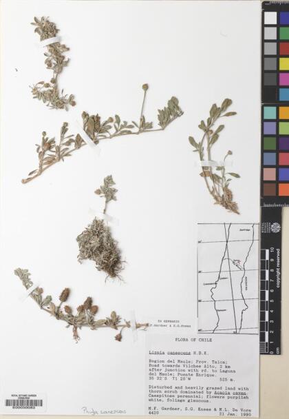 Phyla nodiflora [Espécimen: ]