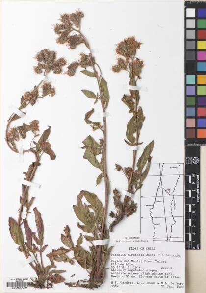 Phacelia secunda [Espécimen: ]