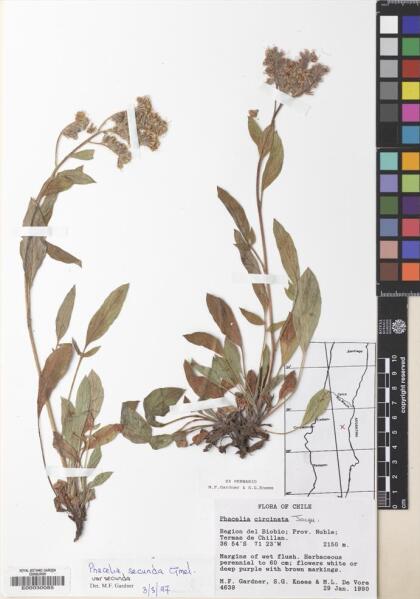Phacelia secunda var. secunda [Espécimen: ]