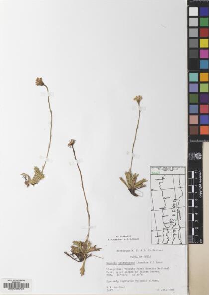 Haplosticha trifurcata [Espécimen: ]