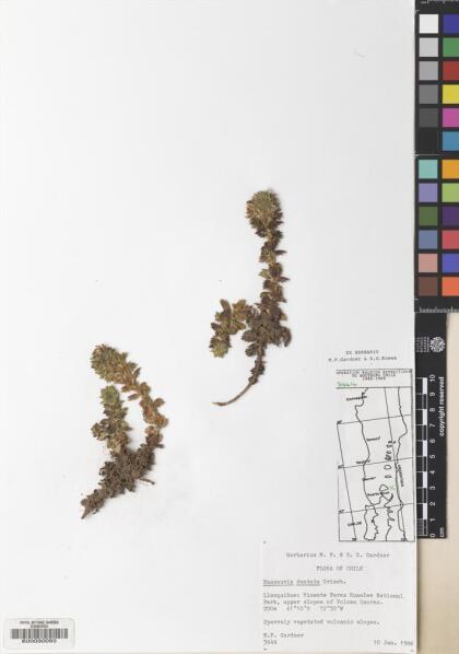Nassauvia dentata [Espécimen: ]