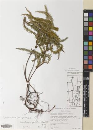 Sticherus squamulosus [Espécimen: ]