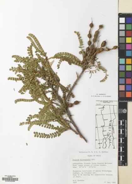 Sophora cassioides [Espécimen: ]