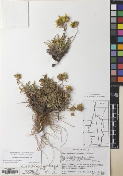Chaetanthera chilensis [Espécimen: ]