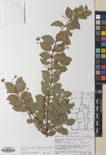 Luma apiculata [Espécimen: ]