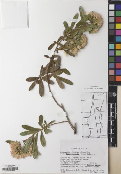 Gochnatia foliolosa var. fascicularis [Espécimen: ]