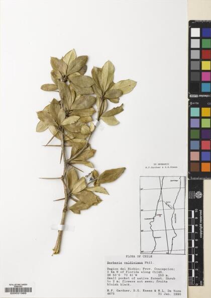 Berberis valdiviana [Espécimen: ]
