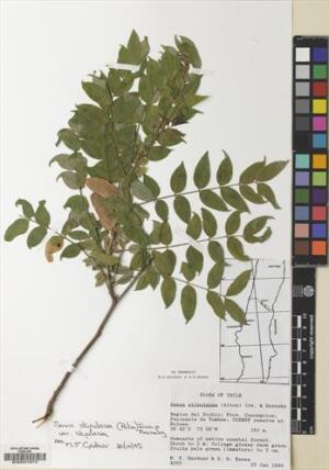 Senna stipulacea [Espécimen: ]