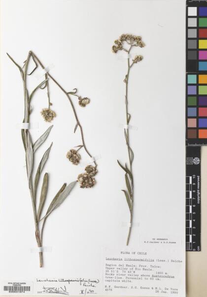 Leucheria lithospermifolia [Espécimen: ]