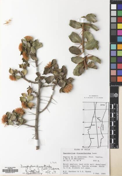 Archidasyphyllum diacanthoides [Espécimen: ]