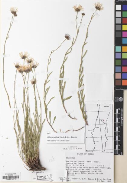Erigeron gilliesii [Espécimen: ]