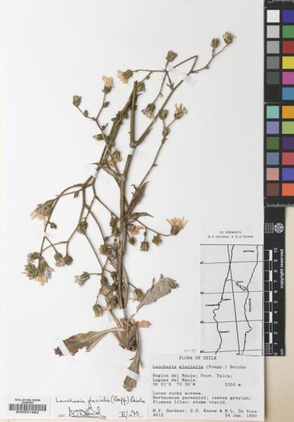 Leucheria glacialis [Espécimen: ]