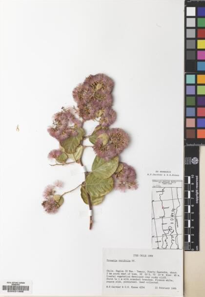 Proustia pyrifolia [Espécimen: ]