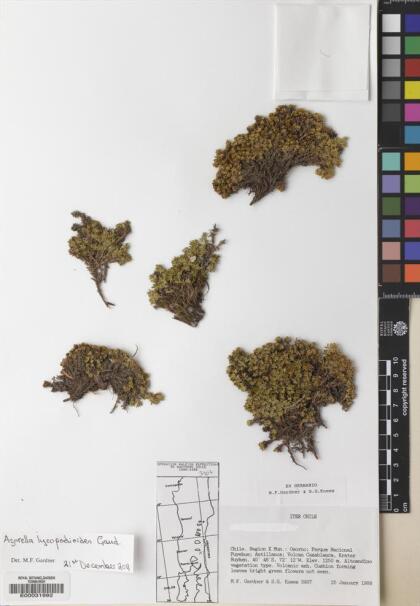 Azorella lycopodioides [Espécimen: ]