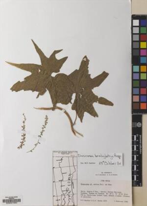Dioscorea brachybotrya [Espécimen: ]