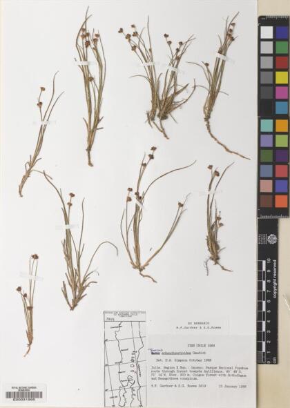 Juncus scheuchzerioides [Espécimen: ]
