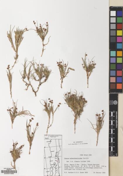Juncus scheuchzerioides [Espécimen: ]