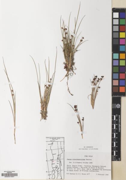 Juncus scheuchzerioides [Espécimen: ]