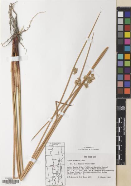 Juncus procerus [Espécimen: ]