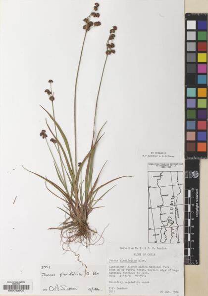 Juncus planifolius [Espécimen: ]