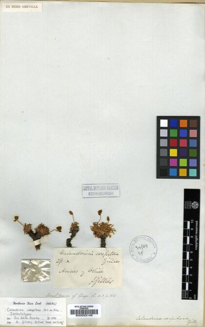 Calandrinia caespitosa [Espécimen: ]