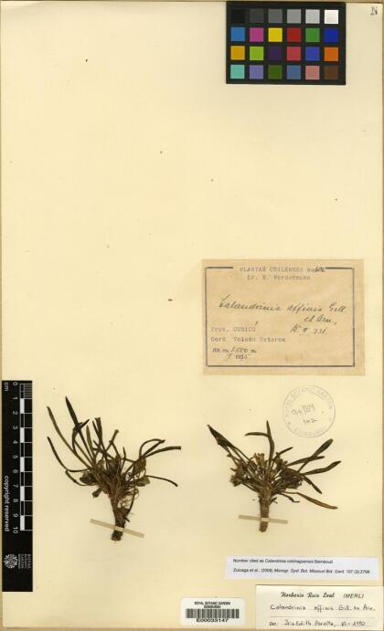 Calandrinia colchaguensis [Espécimen: ]